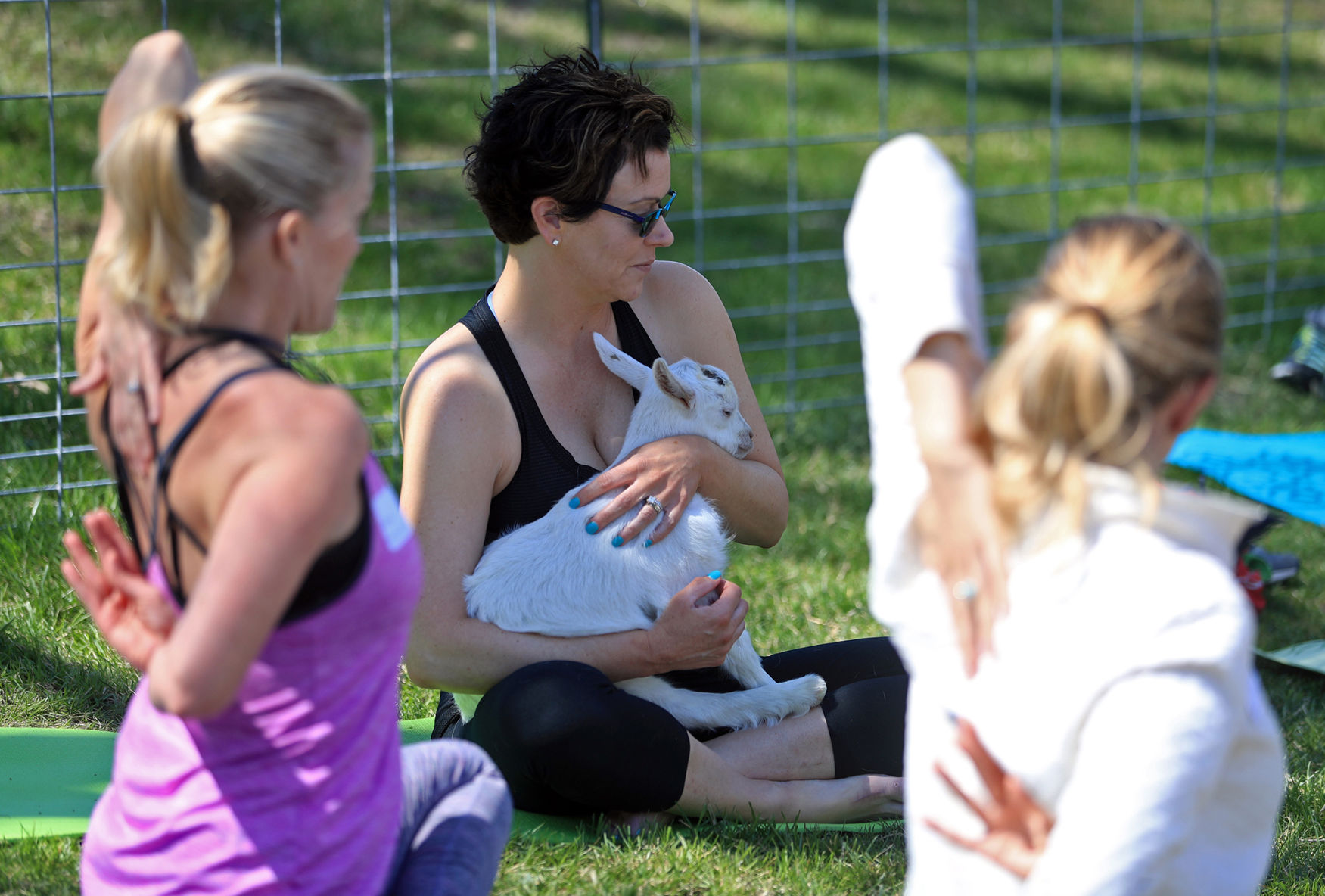 Namaste Goat Yoga